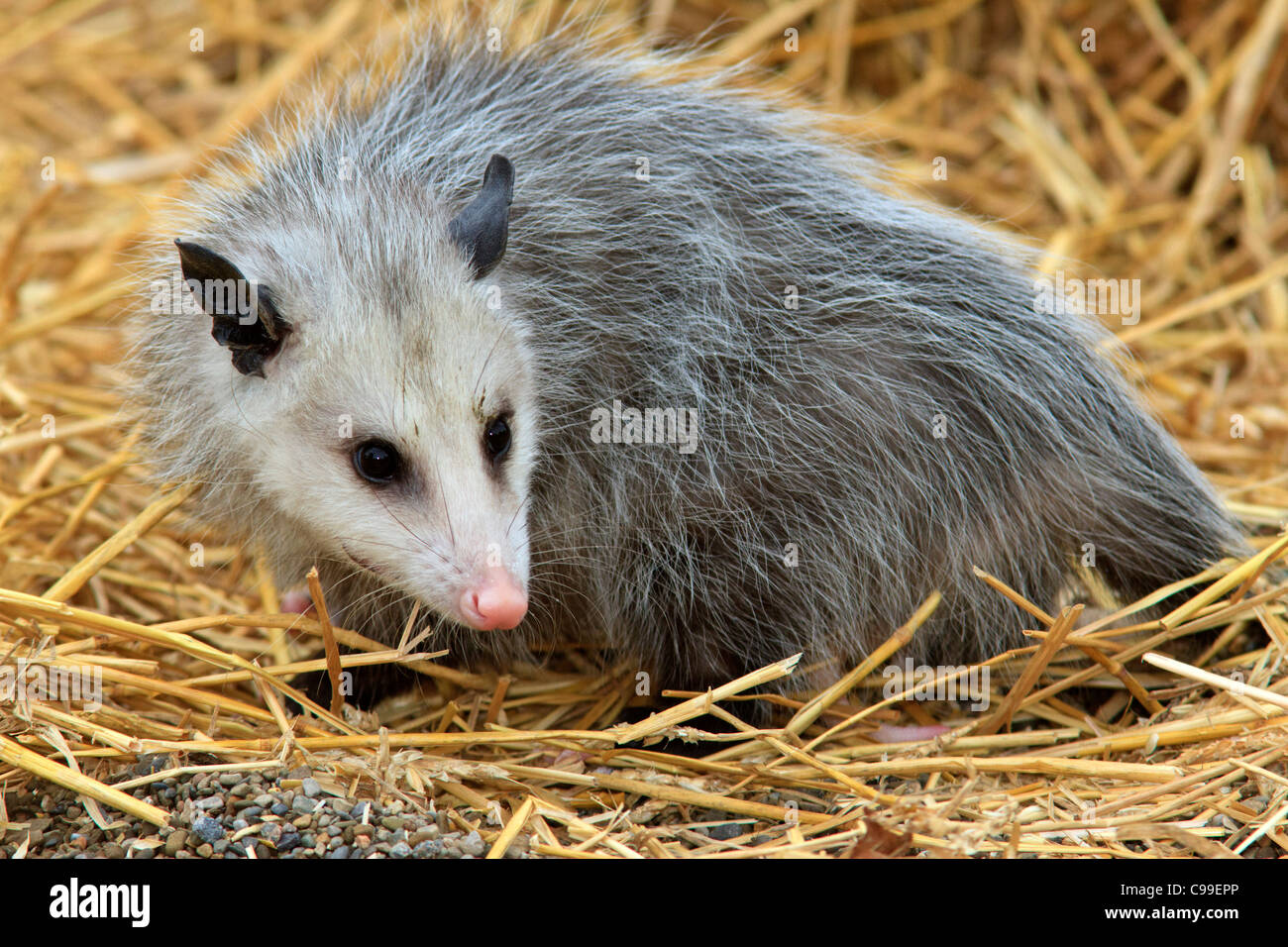 Virginia opossum (Didelphis virginiana). Foto Stock