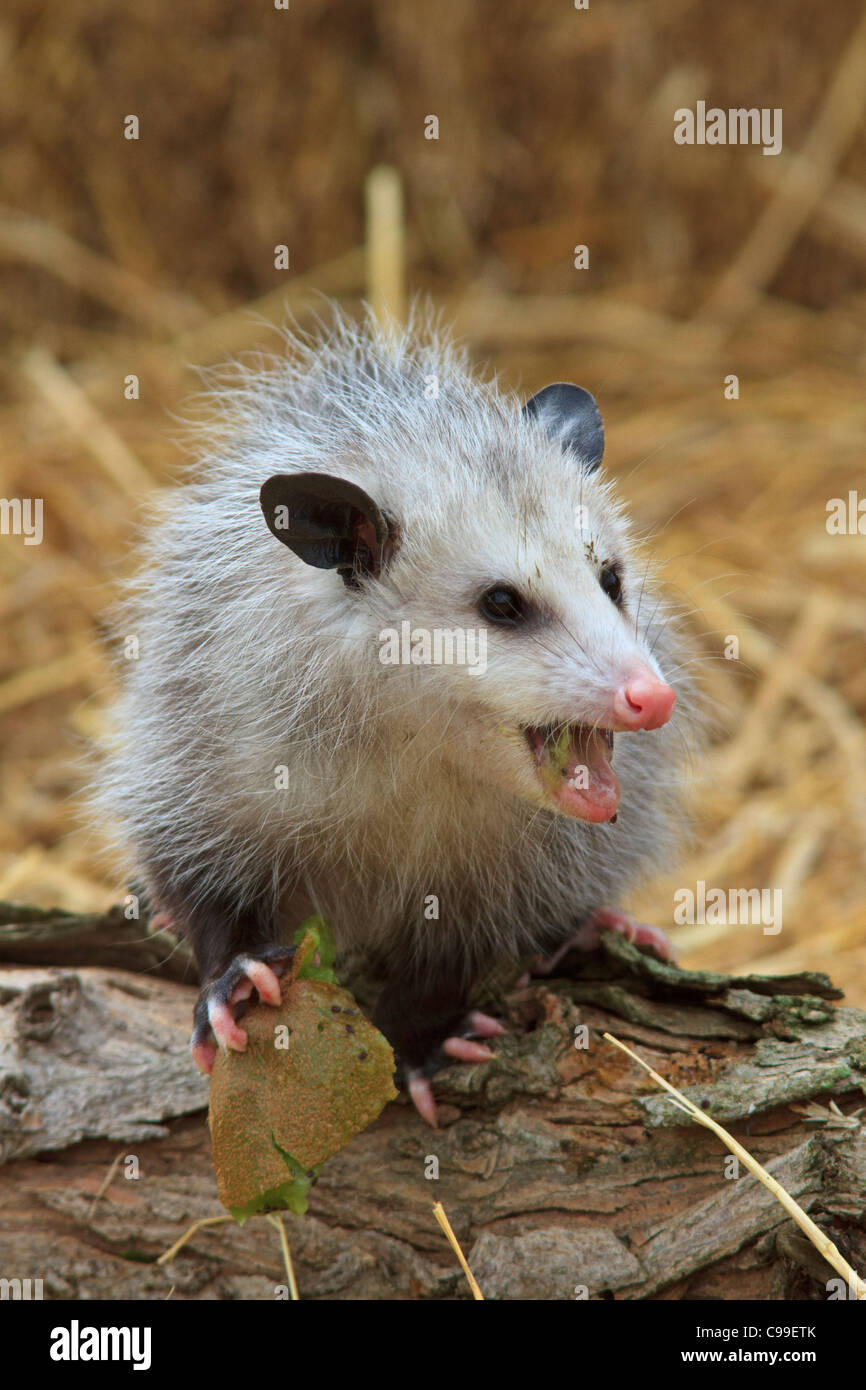 Virginia opossum (Didelphis virginiana). Foto Stock