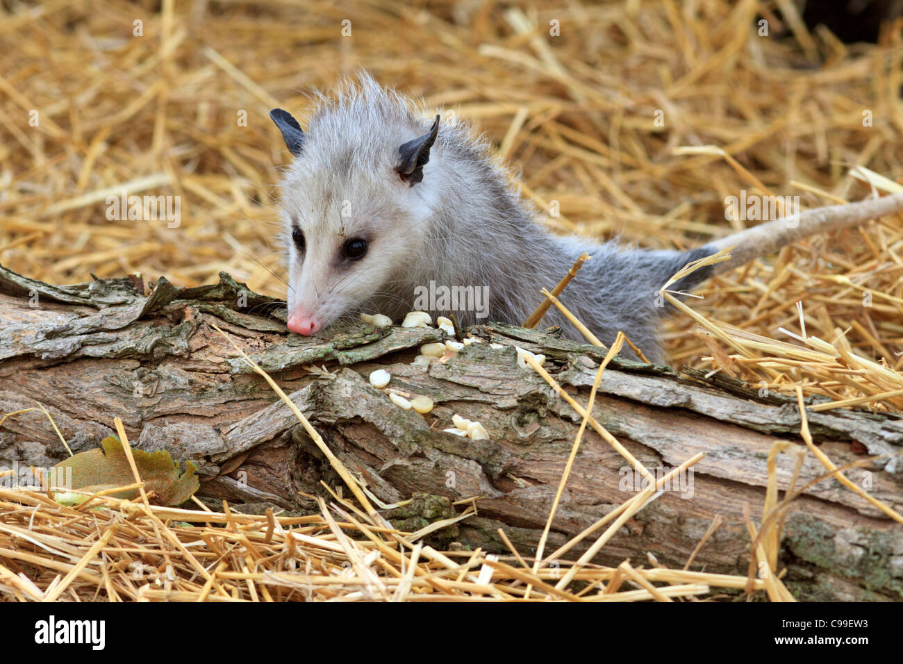 Virginia opossum (Didelphis virginiana). Foto Stock