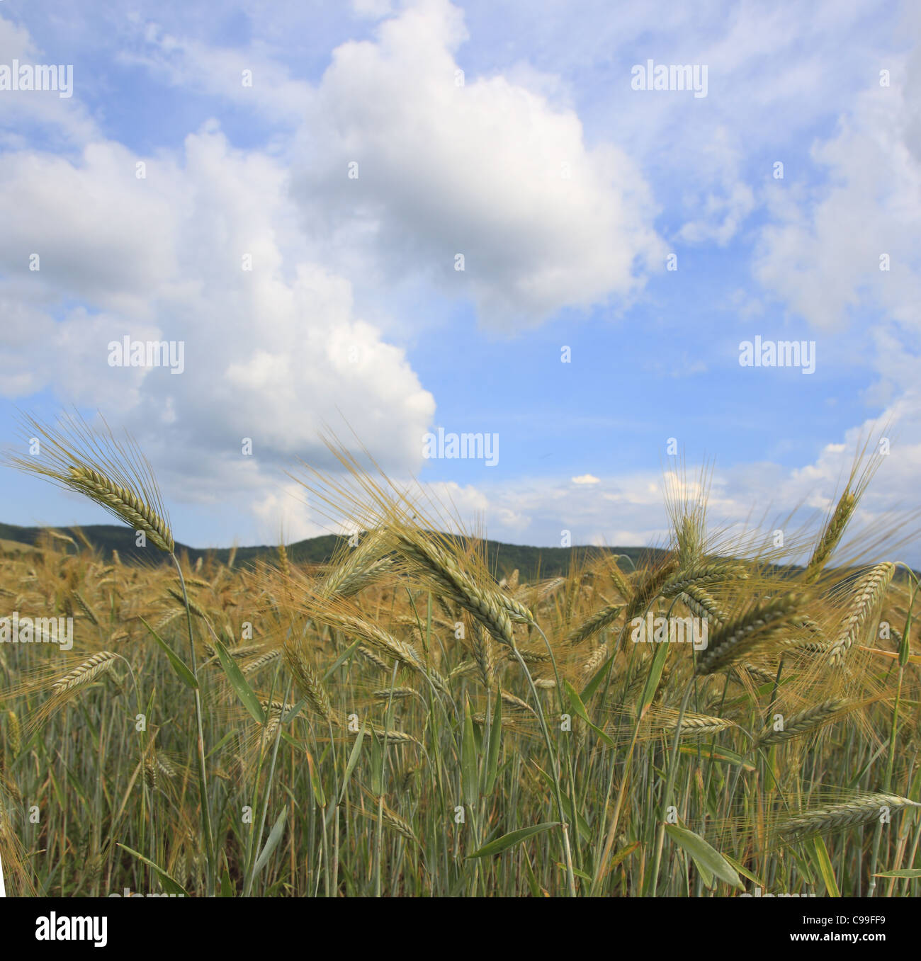 Immagine di un campo di cereali e una bella estate cielo nuvoloso. Foto Stock