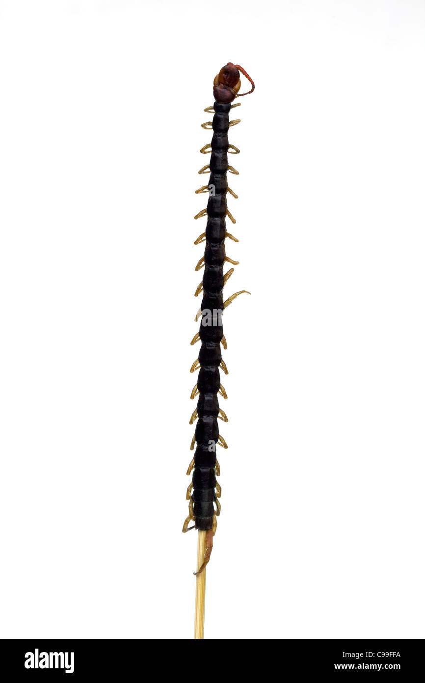 Centipede cucinato in vendita al mercato notturno di Wangfujing Street Pechino - un esempio dello strano o strano cibo mangiato dalle persone di tutto il mondo Foto Stock