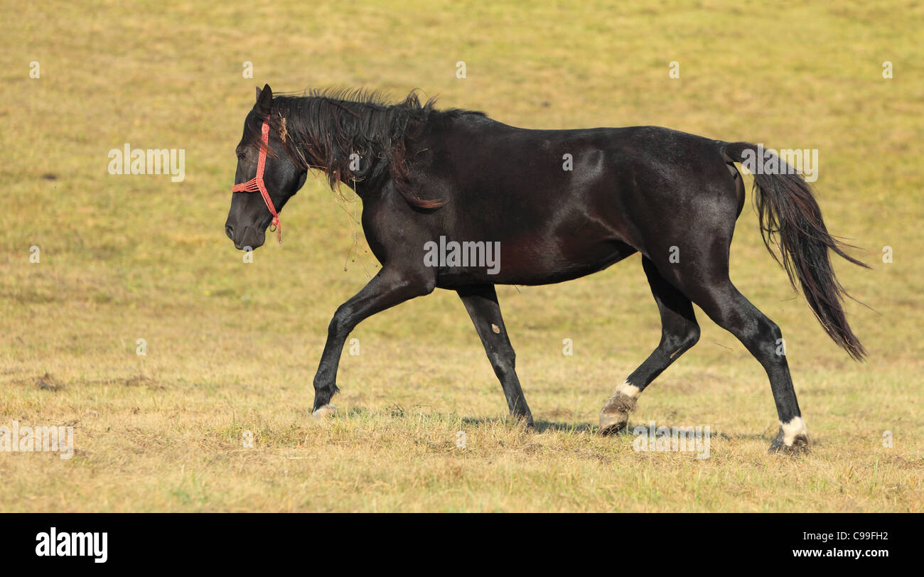Un bel cavallo lipizzano in un campo d'autunno. Foto Stock