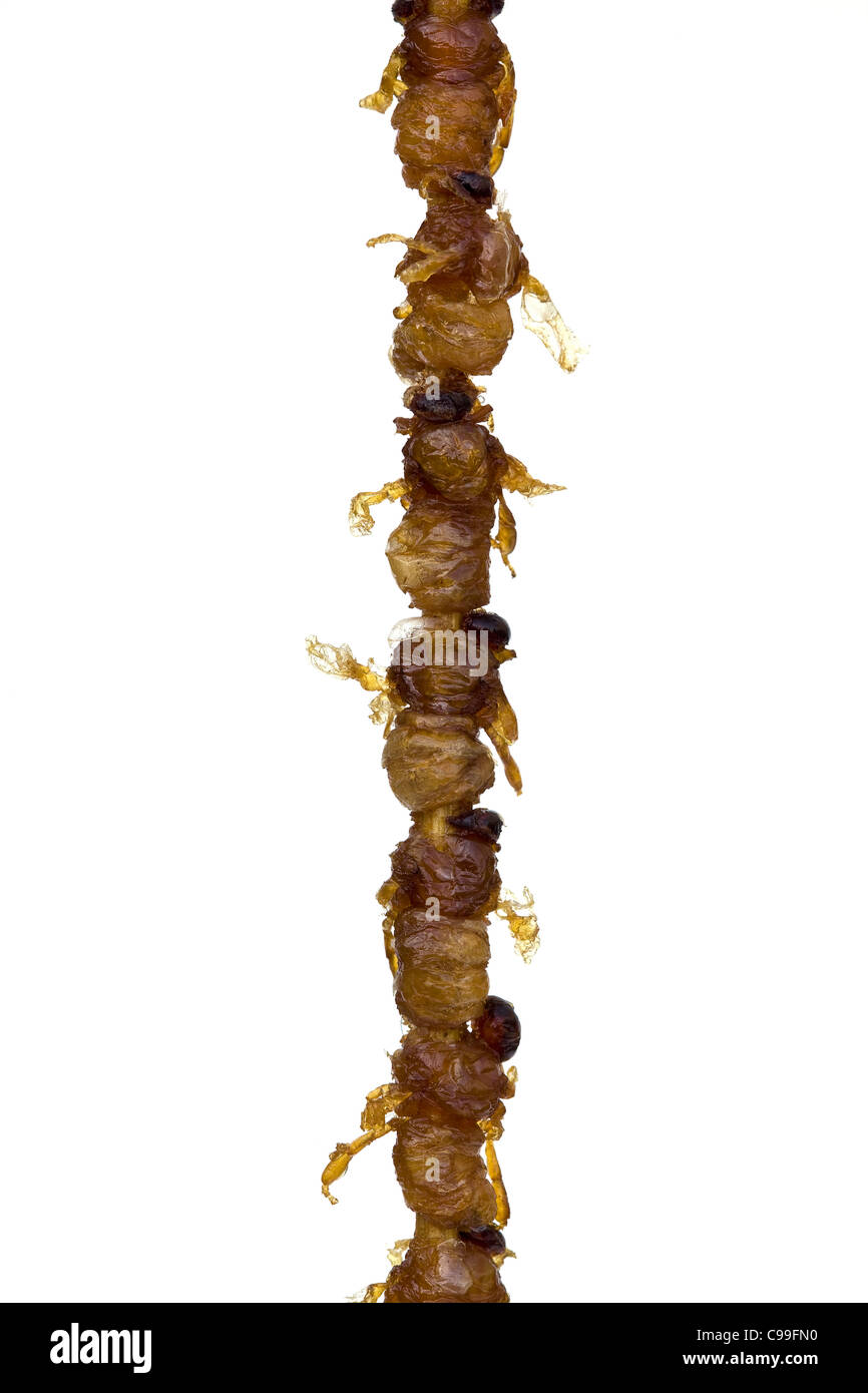 Bozzoli di api fritte cotte in vendita al mercato notturno di Donghuamen a Wangfujing Pechino Cina - un esempio dello strano o strano cibo mangiato dalla gente Foto Stock