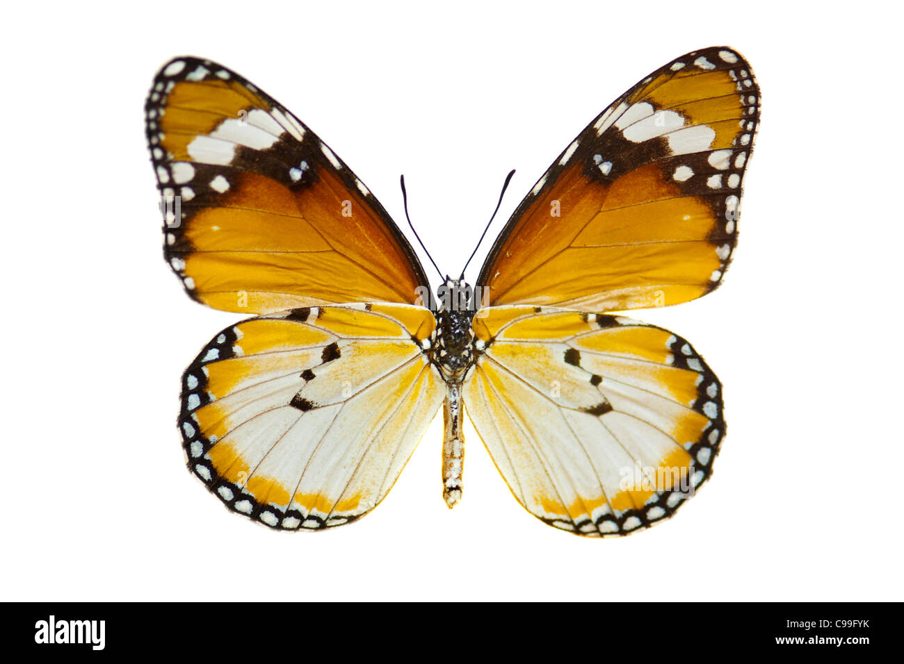 Close-up Plain Tiger Butterfly isolato su bianco. Foto Stock
