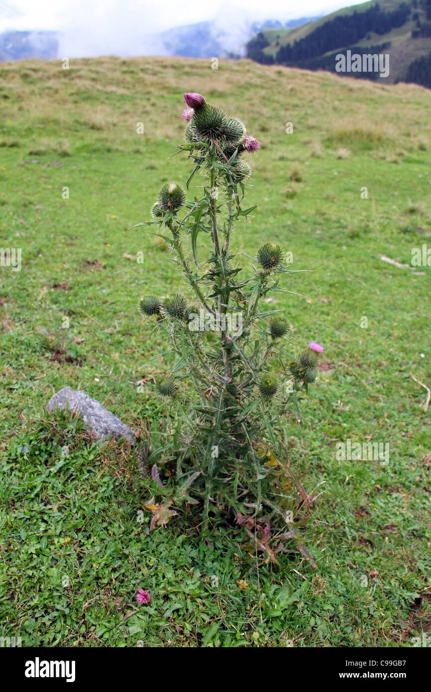 Bur / Thistle selvaggio fiore delle Alpi in Europa Foto Stock