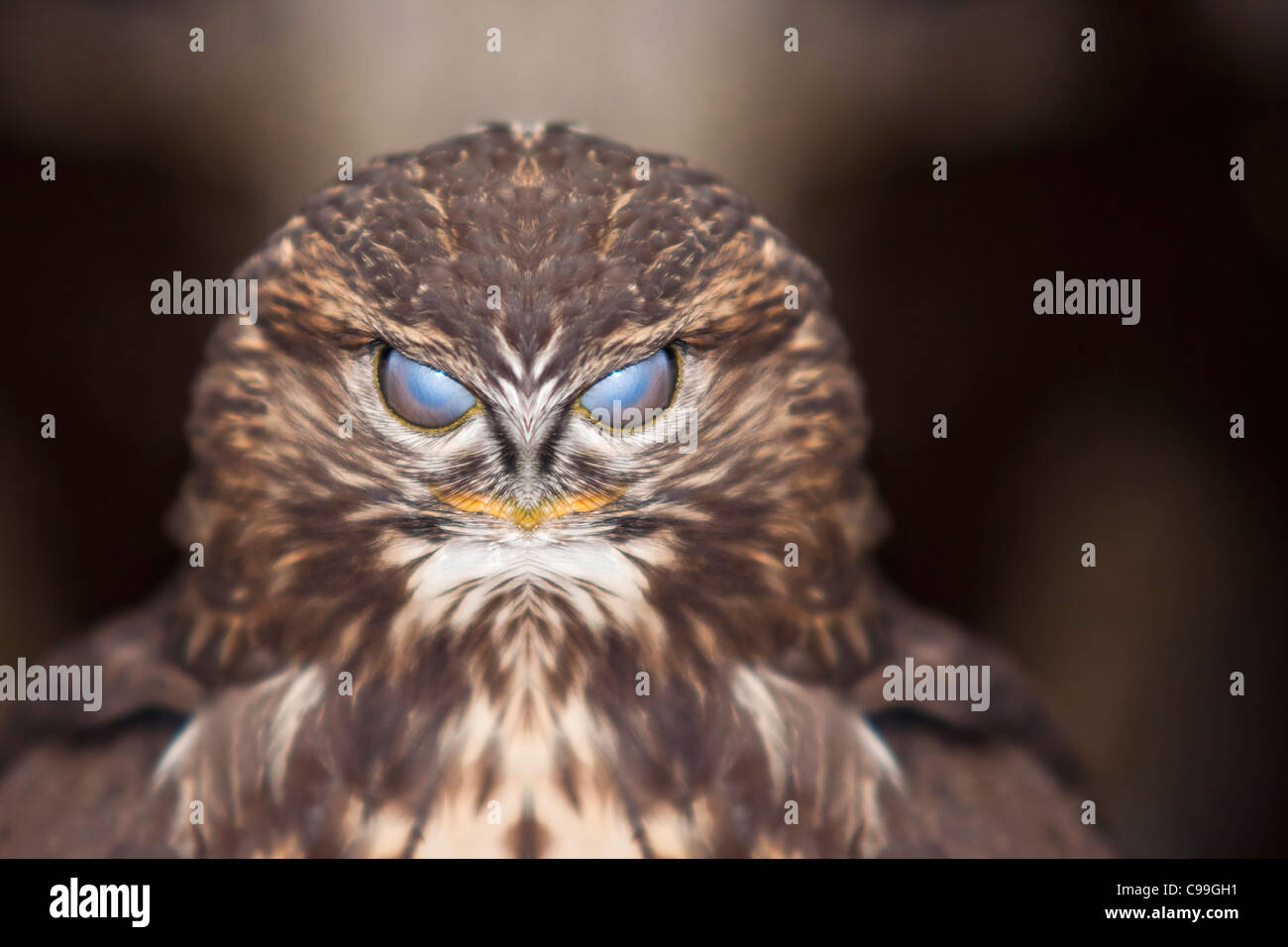 Scherzo della natura - manipolazione della foto Foto Stock
