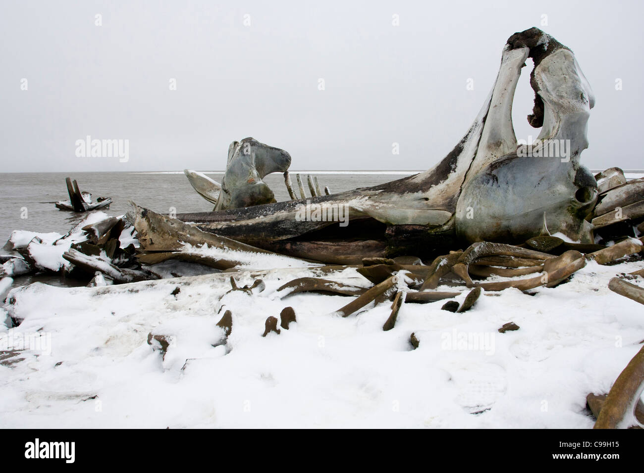 Ossa/carcassa di un raccolto Bowhead Whale sulla spiaggia di neve sul litorale di Beaufort Sea a Kaktovik, Alaska nel mese di ottobre Foto Stock