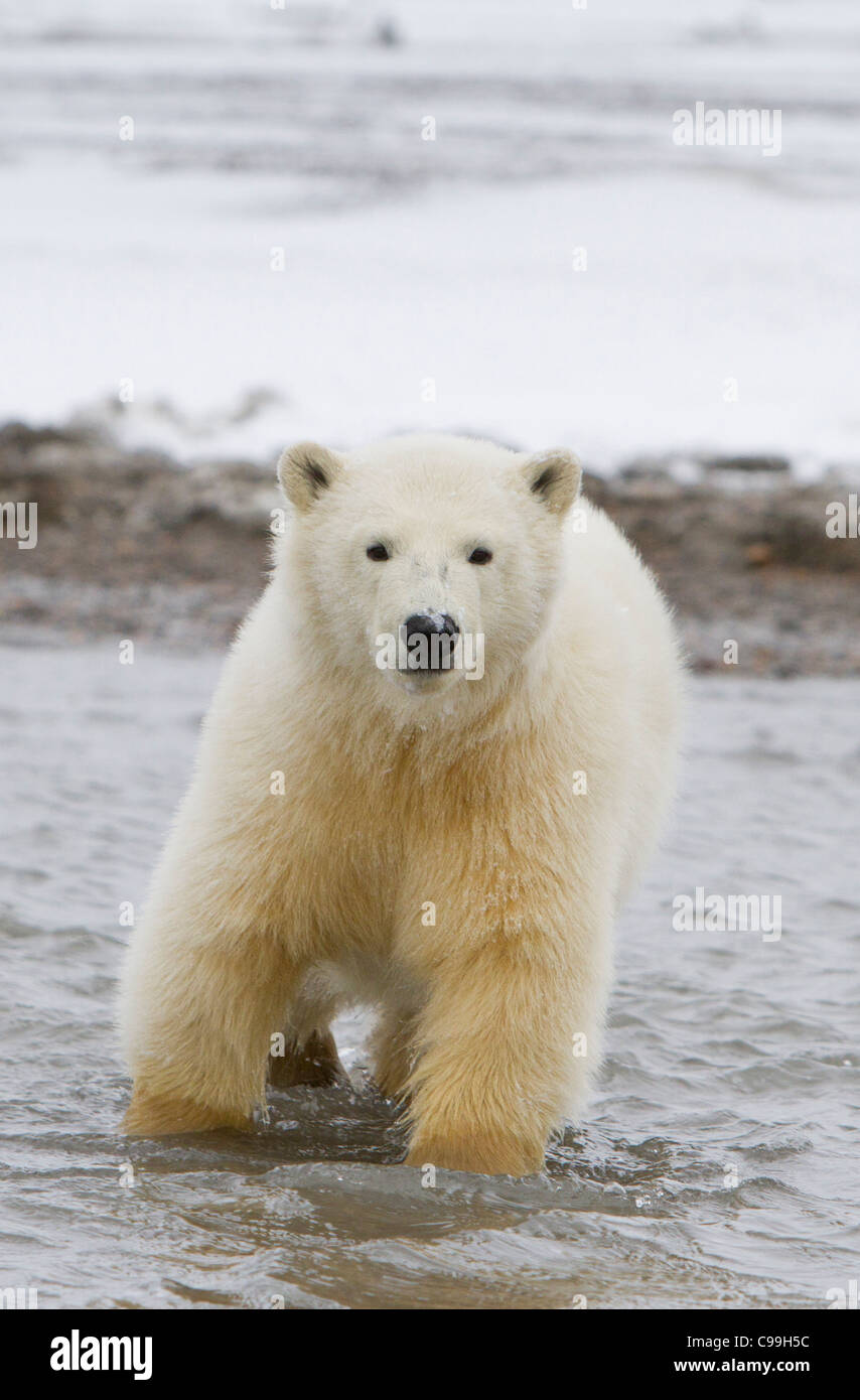 Polar Bear Cub (Ursus maritimus) esplorare lungo il litorale del Beaufort Sea a Kaktovik, Isola di baratto, Alaska nel mese di ottobre Foto Stock