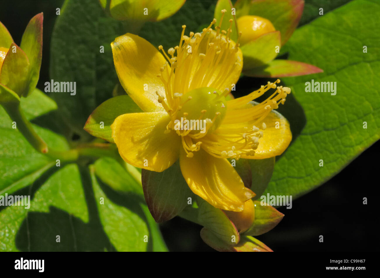 Tutsan, Hypericum androsaemum Foto Stock