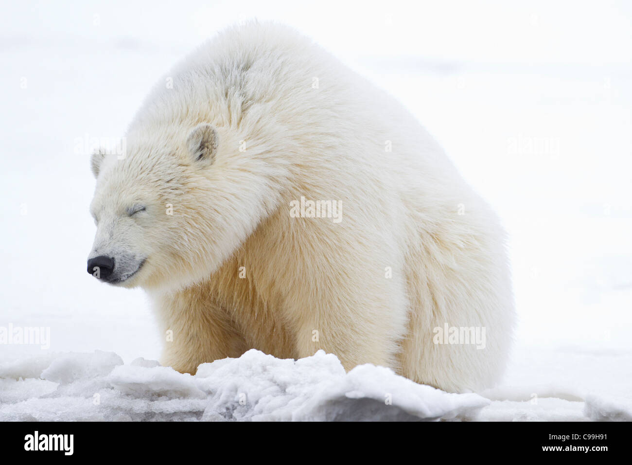 Polar Bear Cub (Ursus maritimus) seduta con gli occhi chiusi nella neve sulla spiaggia di Kaktovik, Isola di baratto, Alaska nel mese di ottobre Foto Stock