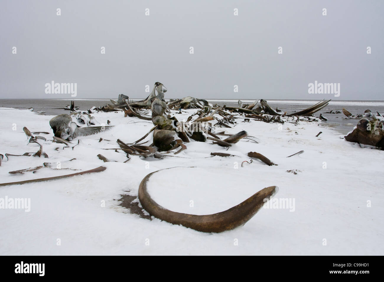Ossa/carcassa di un raccolto Bowhead Whale sulla spiaggia di neve sul litorale di Beaufort Sea a Kaktovik, Alaska nel mese di ottobre Foto Stock