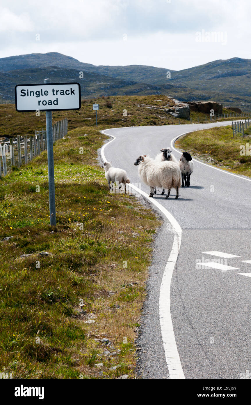 Pecore a piedi lungo una strada con una singola traccia cartello stradale nelle Ebridi Esterne, Scozia. Foto Stock