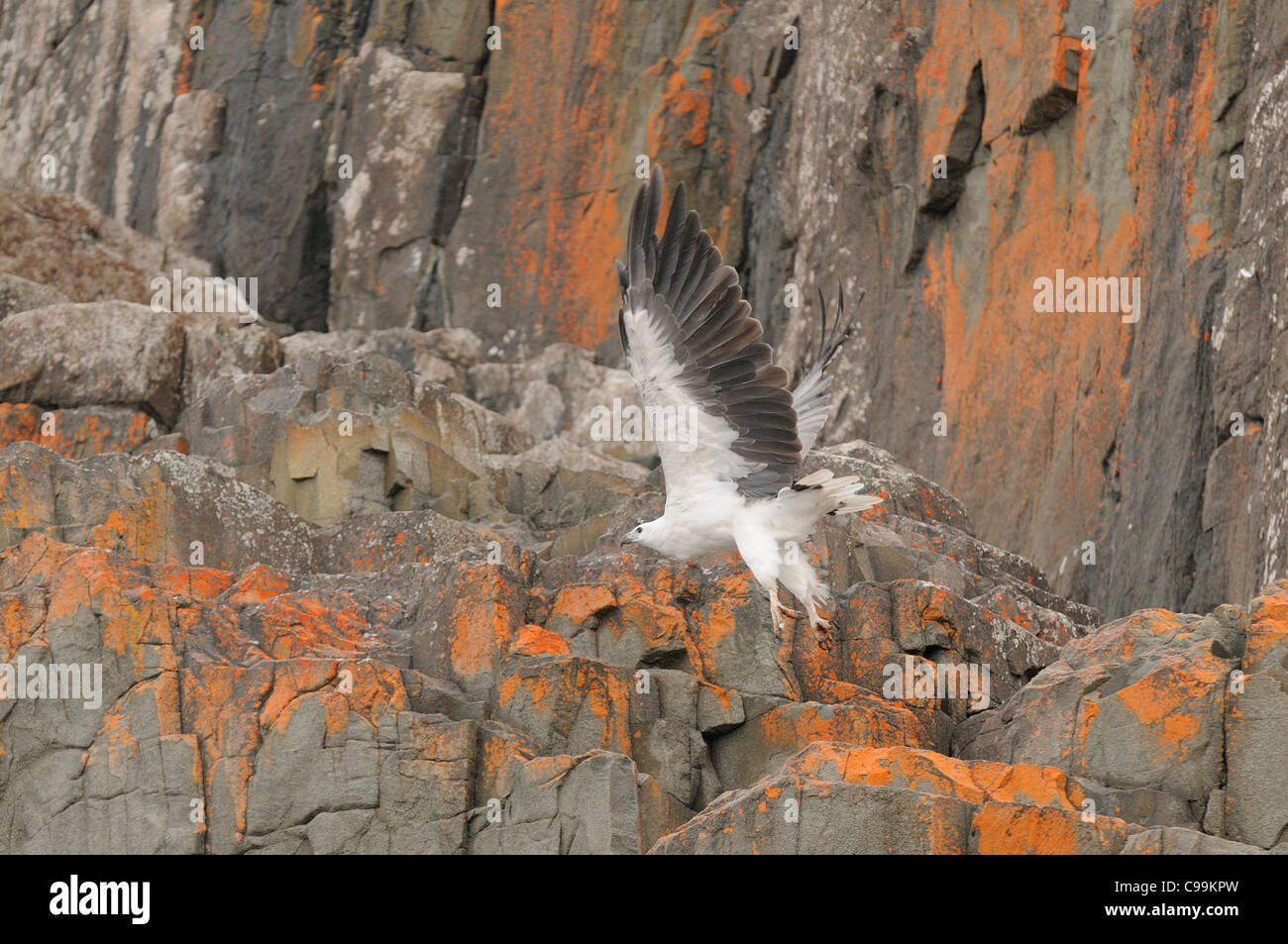 Bianco-panciuto Sea-Eagle Haliaeetus leucogaster fotografato in Tasmania, Australia Foto Stock