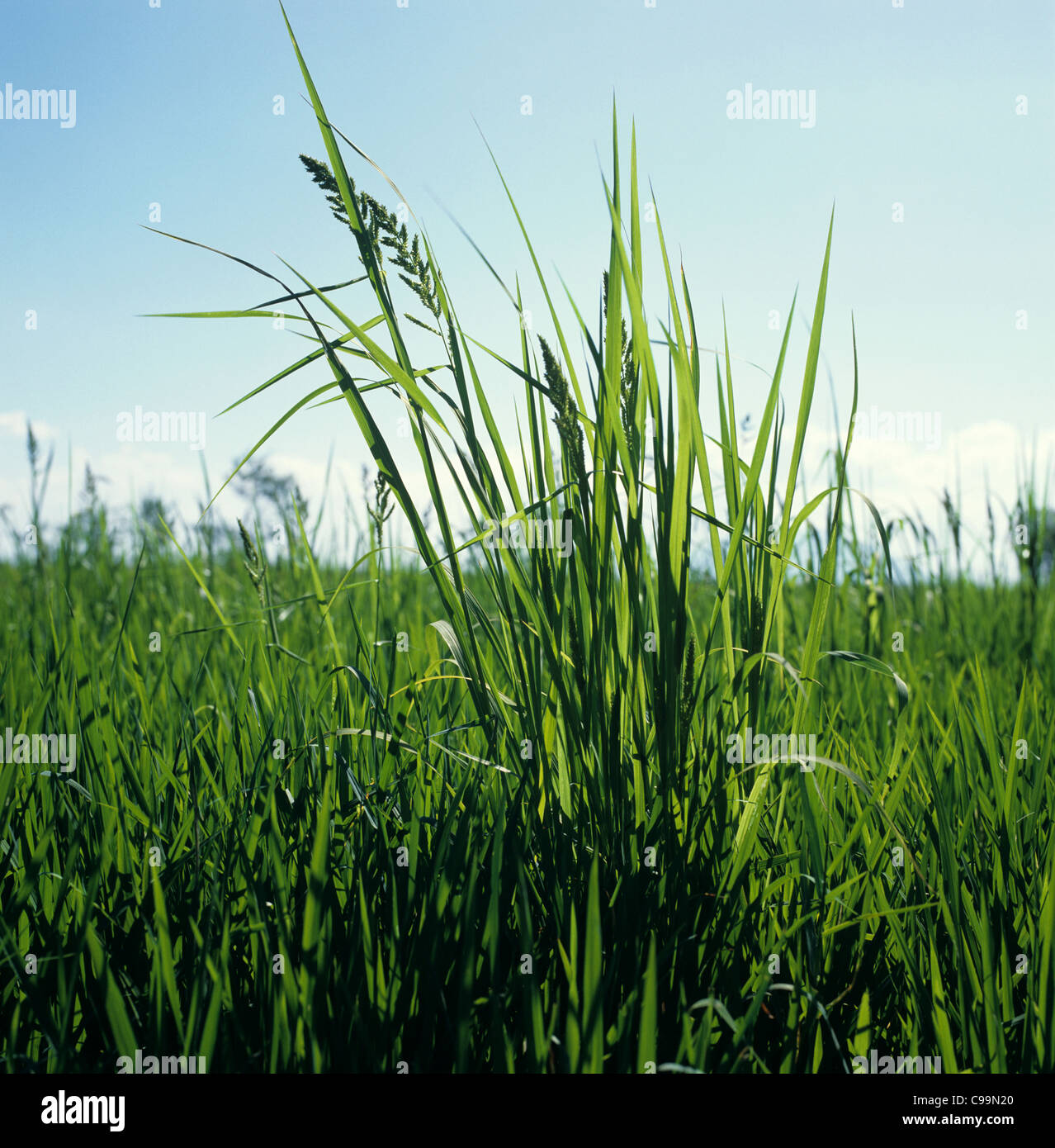 Erba di Aia (Echinocloa crus-galli) fioritura delle piante in un risone raccolto, Filippine Foto Stock