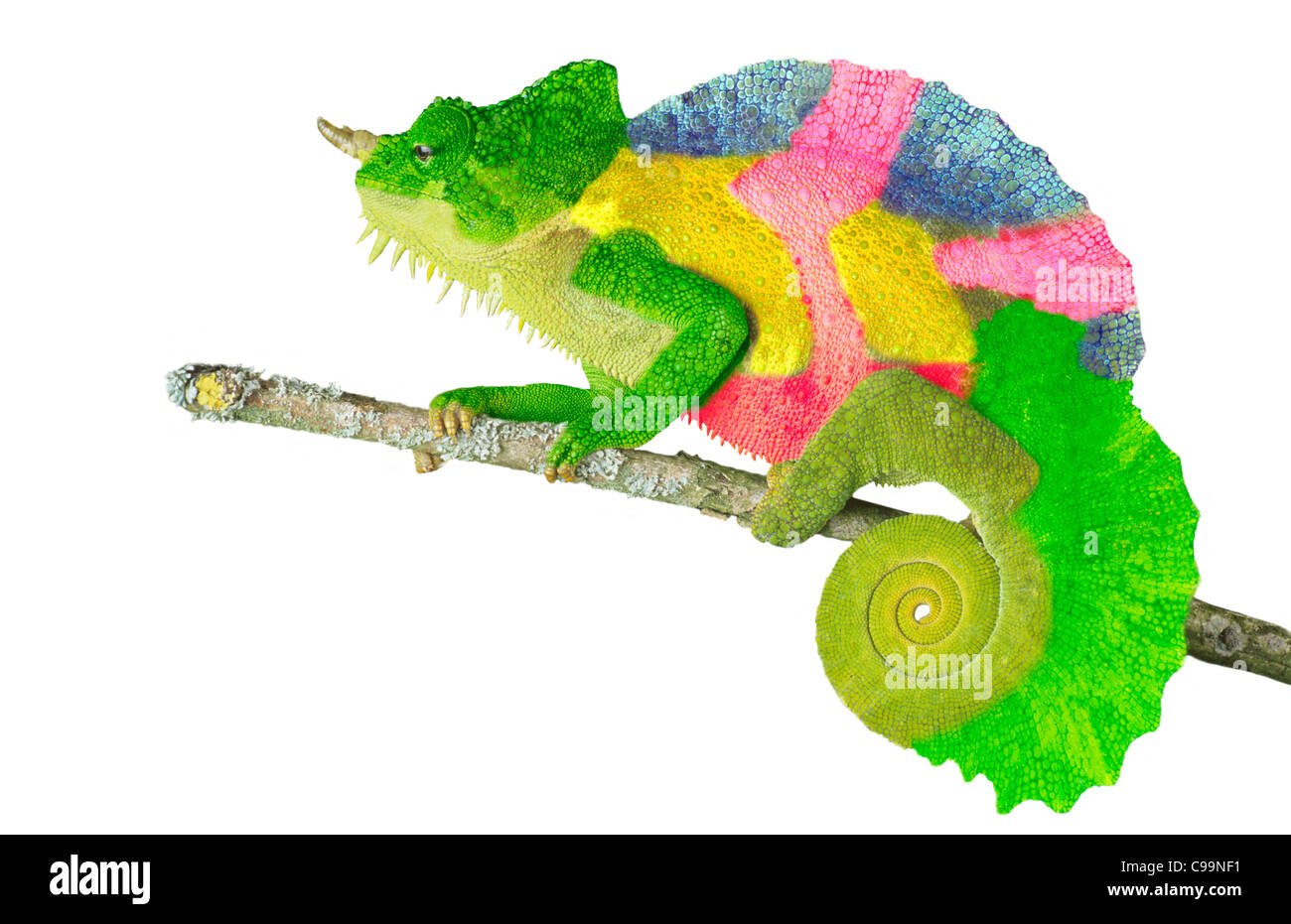 Un camaleonte in colori luminosi Foto Stock