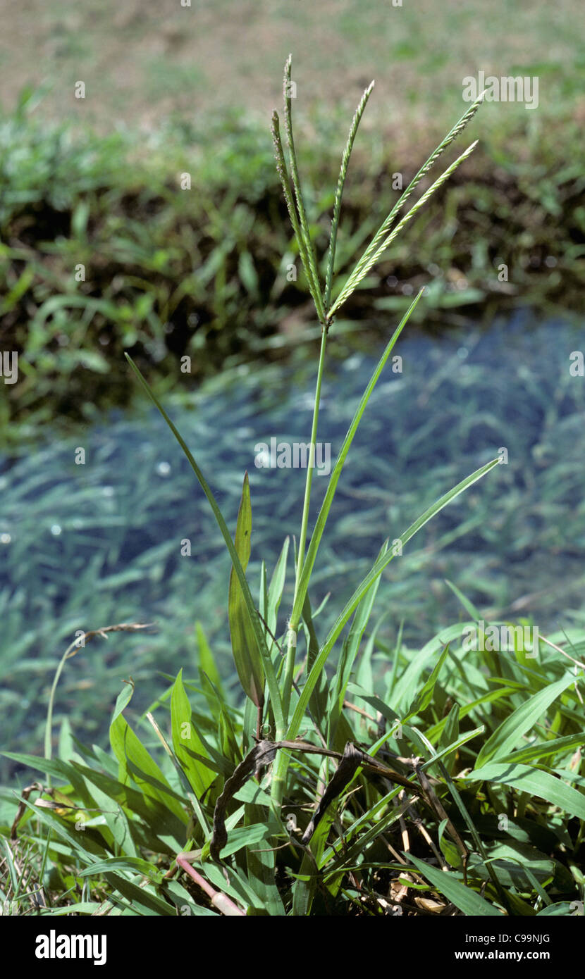 Erba poligonale a pipa o goosegrass (Eleusine indica) fioritura erba Foto Stock