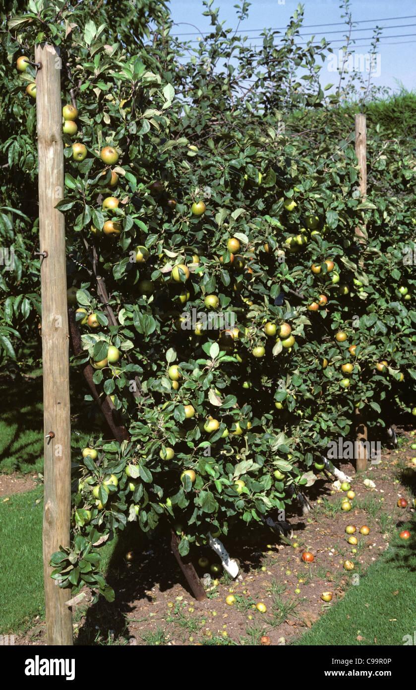 Cordon " Signore " Lambourne apple nel pieno frutto Foto Stock