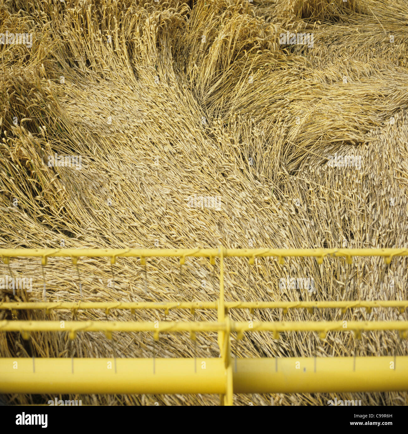 La testata della mietitrebbia tenta di raccolta presentate gravemente il raccolto di grano Foto Stock