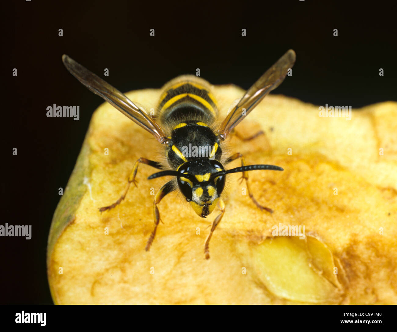 Politica europea comune in materia di wasp (Vespula vulgaris) su mangiato apple Foto Stock