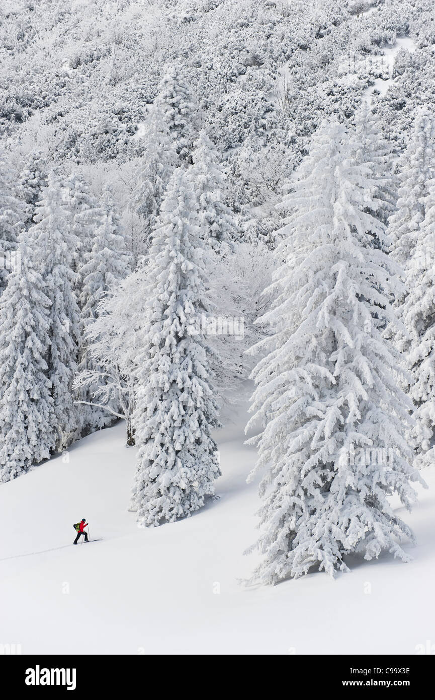 In Germania, in Baviera, il giovane uomo che fa del telemark in Herzogstand foreste di montagna Foto Stock