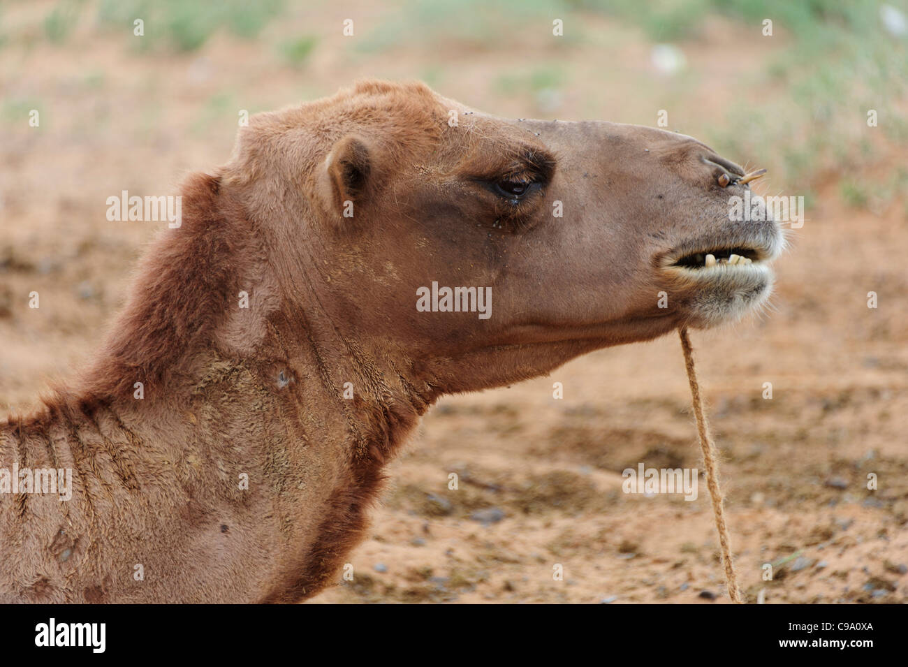 Cammello nel deserto dei Gobi, Gobi Gurvansaikhan National Park, Mongolia Foto Stock