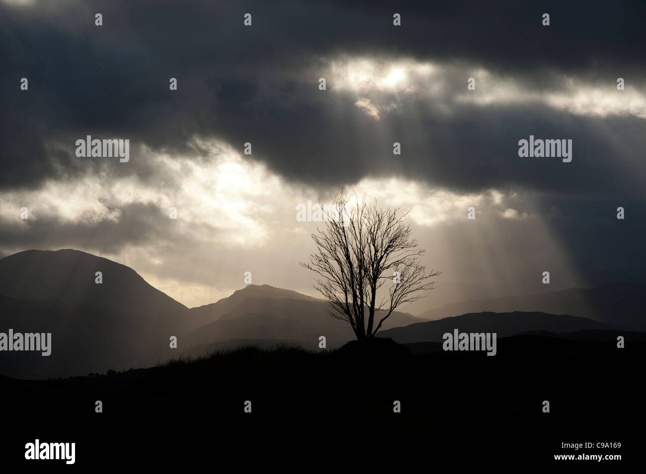 Rannoch Moor, Perth and Kinross, Scozia. Lone Tree al tramonto sotto un cielo moody. Foto Stock