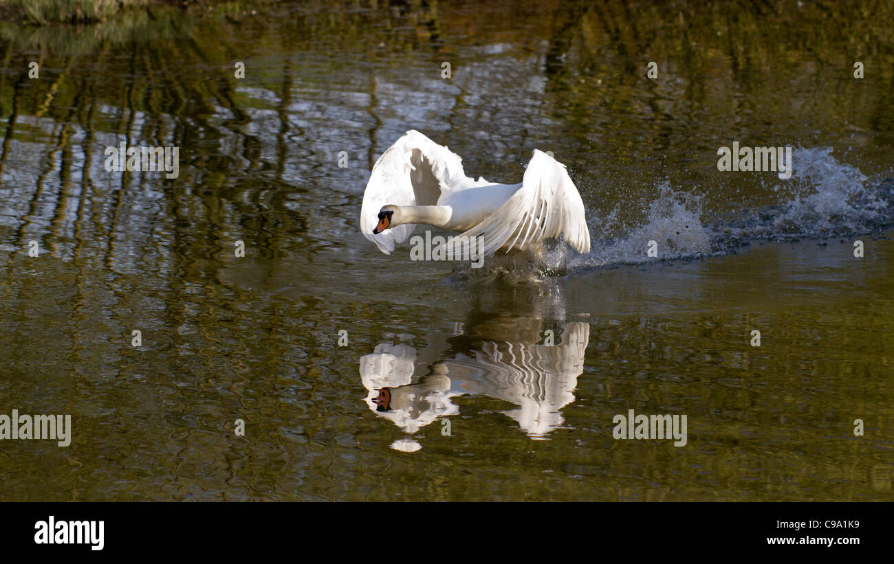 Cigno (Cygnus olor) in esecuzione in acqua (in questo caso di spaventare un cane lontano dal nido) Foto Stock