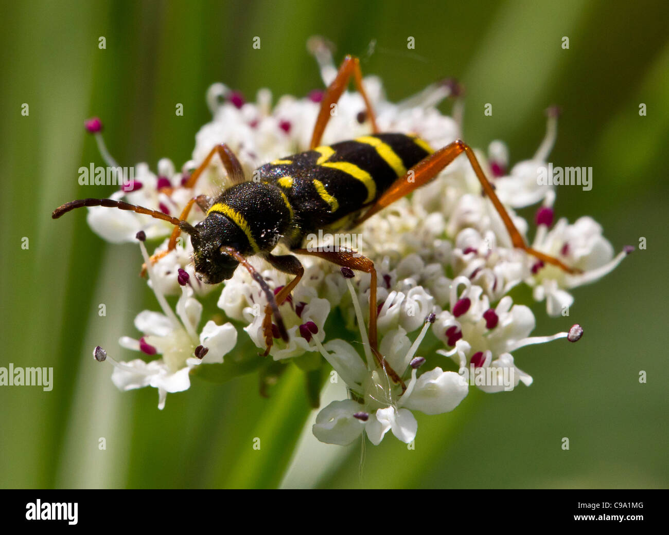 Wasp beetle (Clytus arietis), una vespa-mimando longhorn beetle. Foto Stock