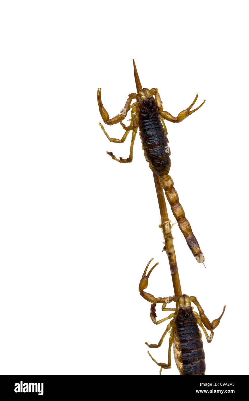 Scorpione cucinato in vendita a Pechino e in altre parti dell'Asia - un esempio dello strano o strano cibo mangiato dalle persone di tutto il mondo Foto Stock