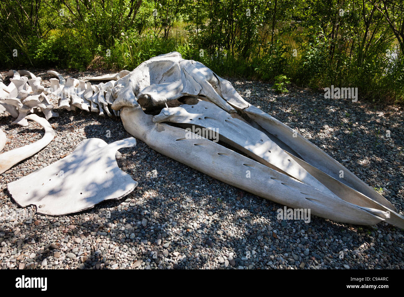 Bowhead Whale Skeleton sul display in Alaska Native Heritage Center di Anchorage in Alaska, Foto Stock