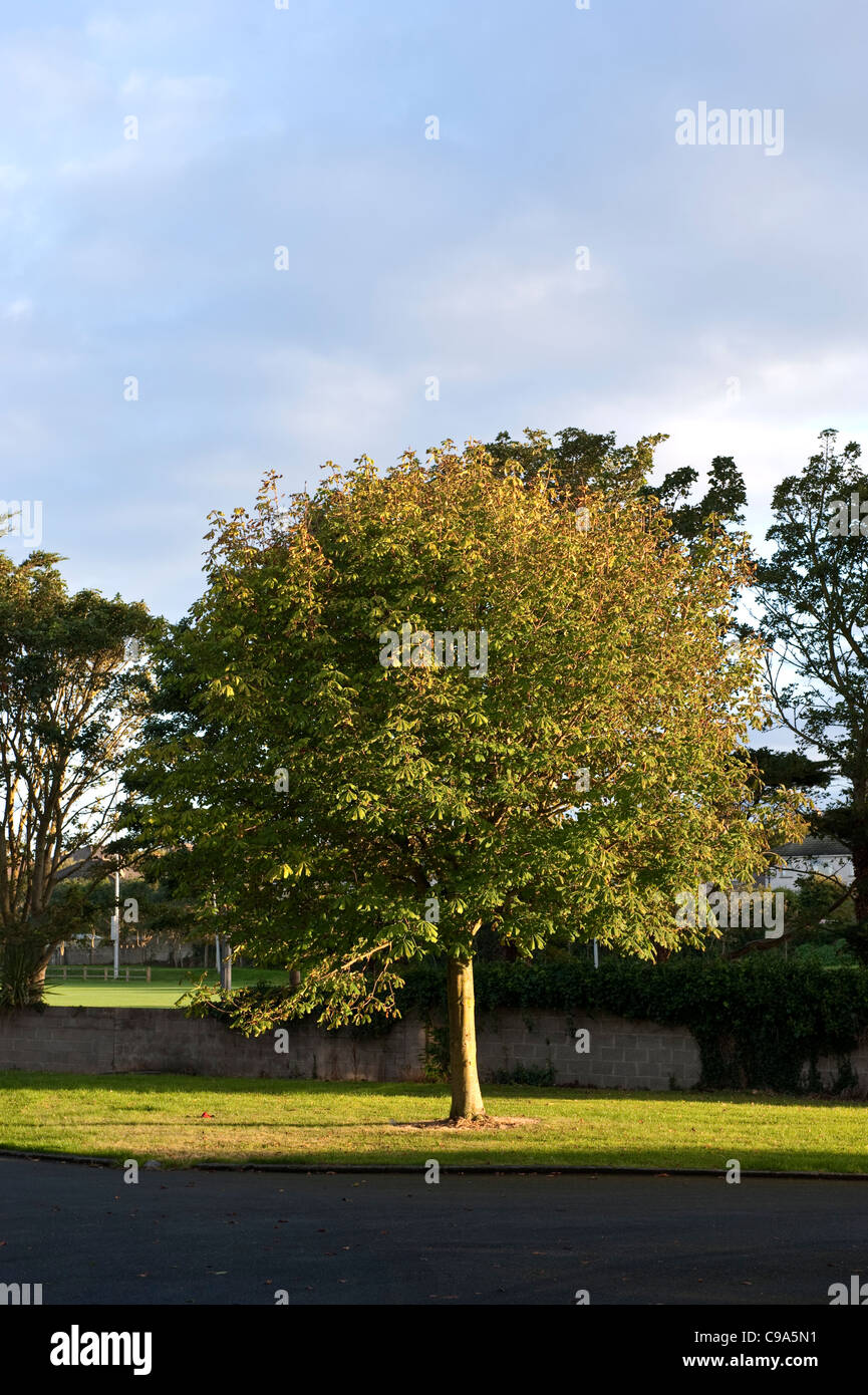 Un giovane cavallo castagno a inizio autunno (caduta) in sera la luce solare Foto Stock