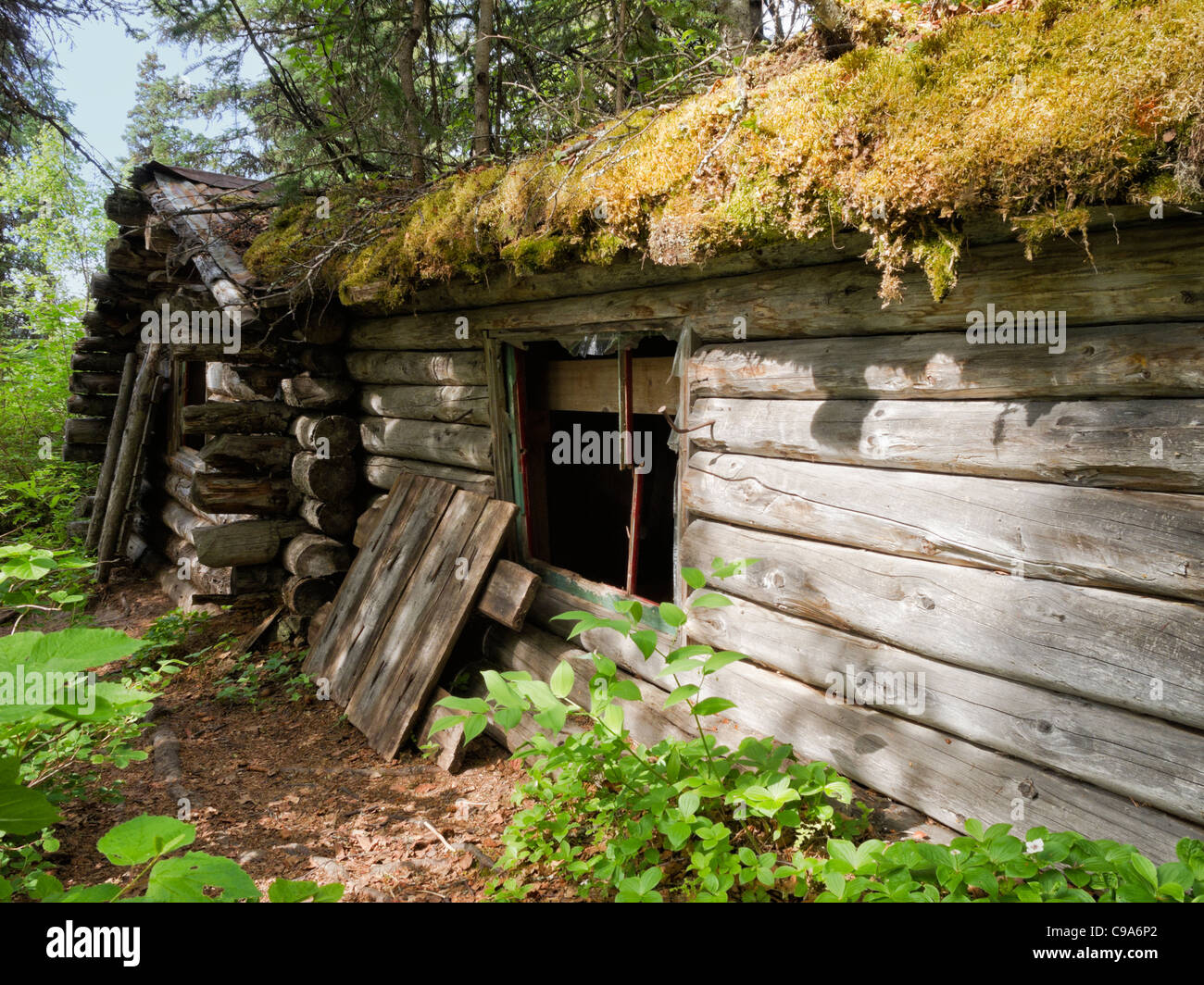 Beeman's Cabin, homesteaded in Alaska nel 1959 ed ora una parte di Byers lago del Parco statale. Foto Stock