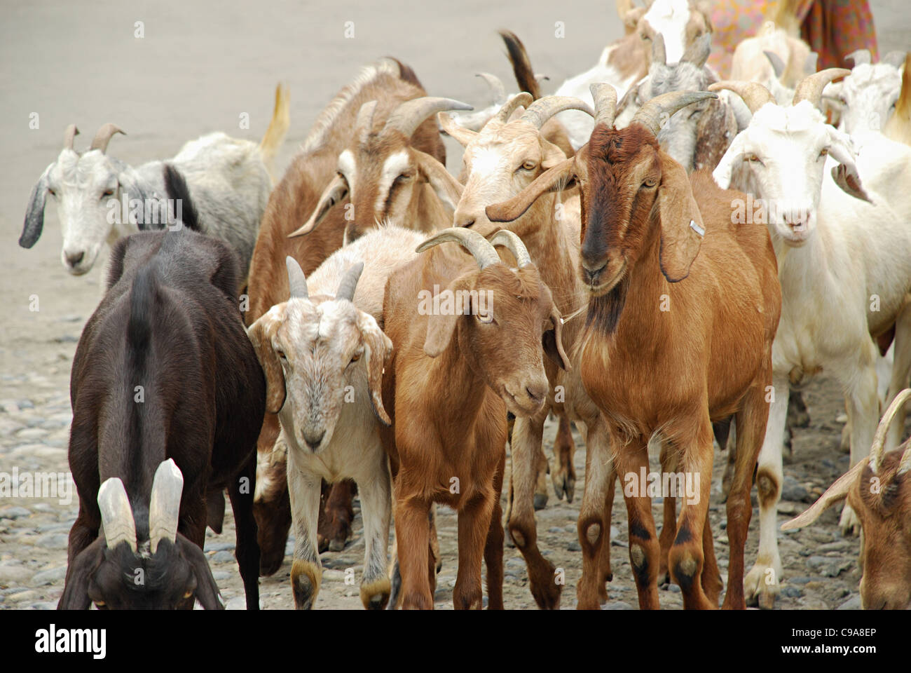 Gruppo di capre nella Valle di Nubra, Ladakh, Jammu e Kashmir Stato, India. Foto Stock