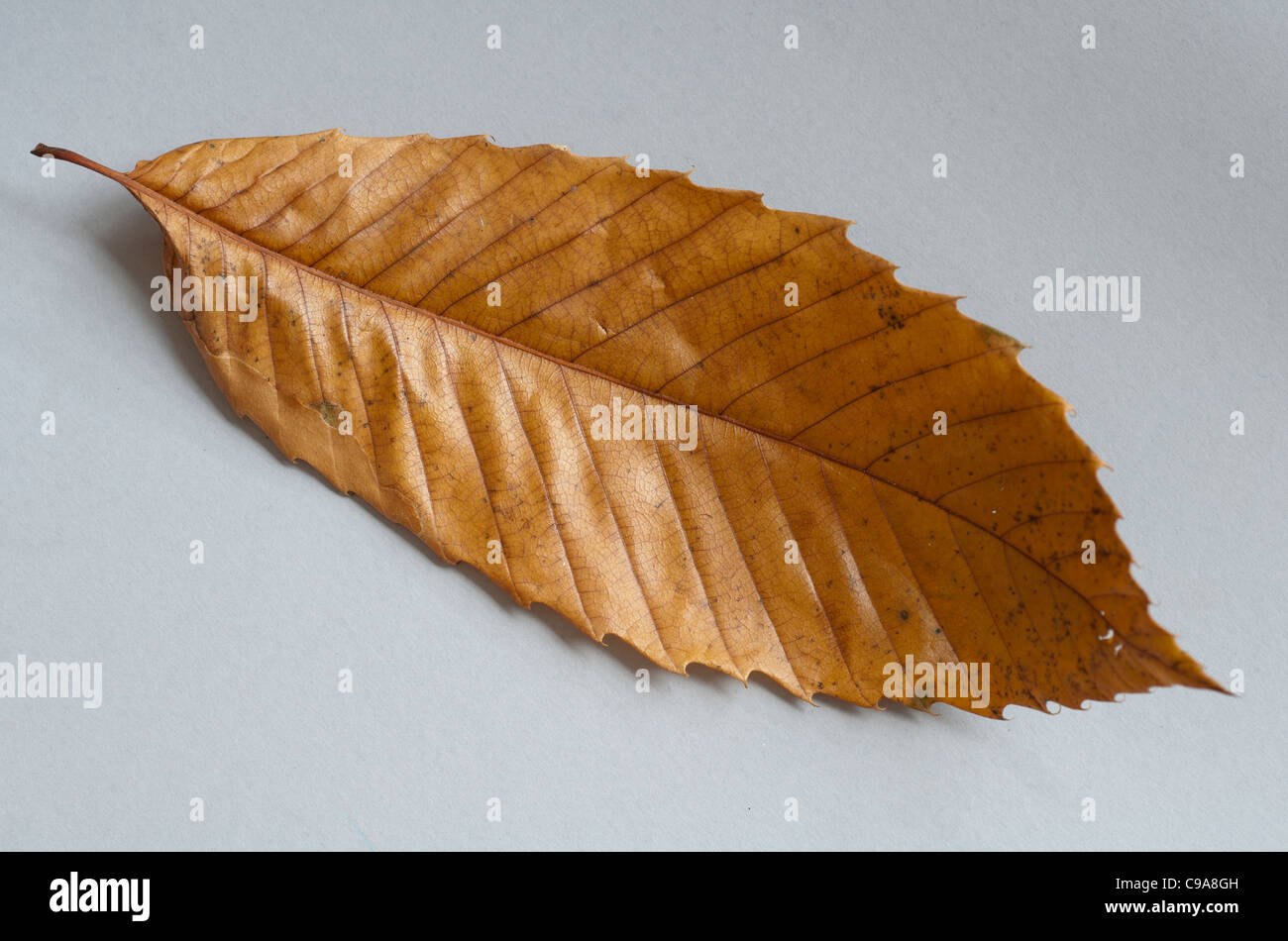 Dolce di castagne, Castanea sativa, foglie di autunno Foto Stock