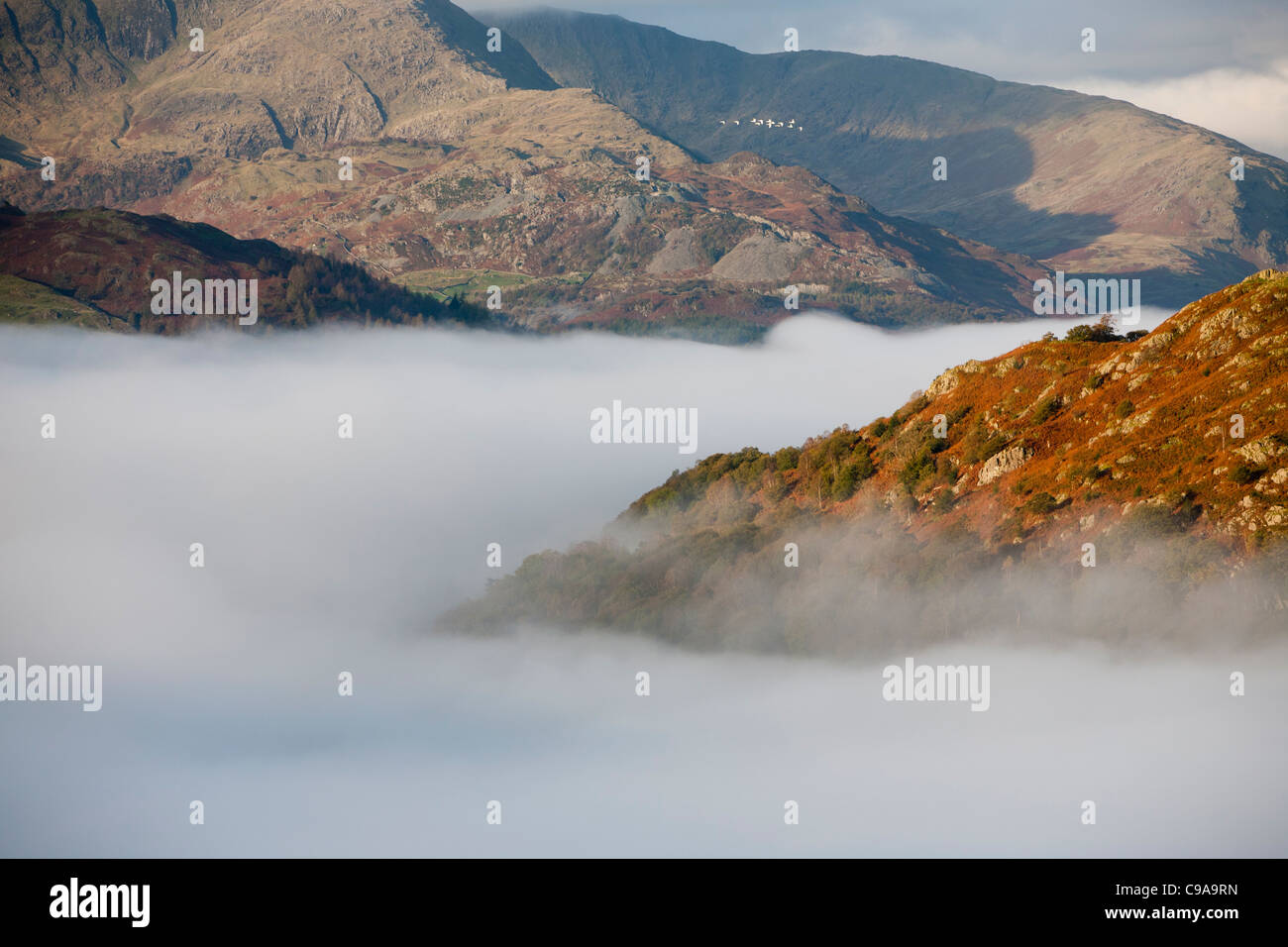 Una inversione di temperatura con valle foschia sopra Ambleside nel distretto del lago, Cumbria, Regno Unito, con un gregge di Whooper cigni Foto Stock