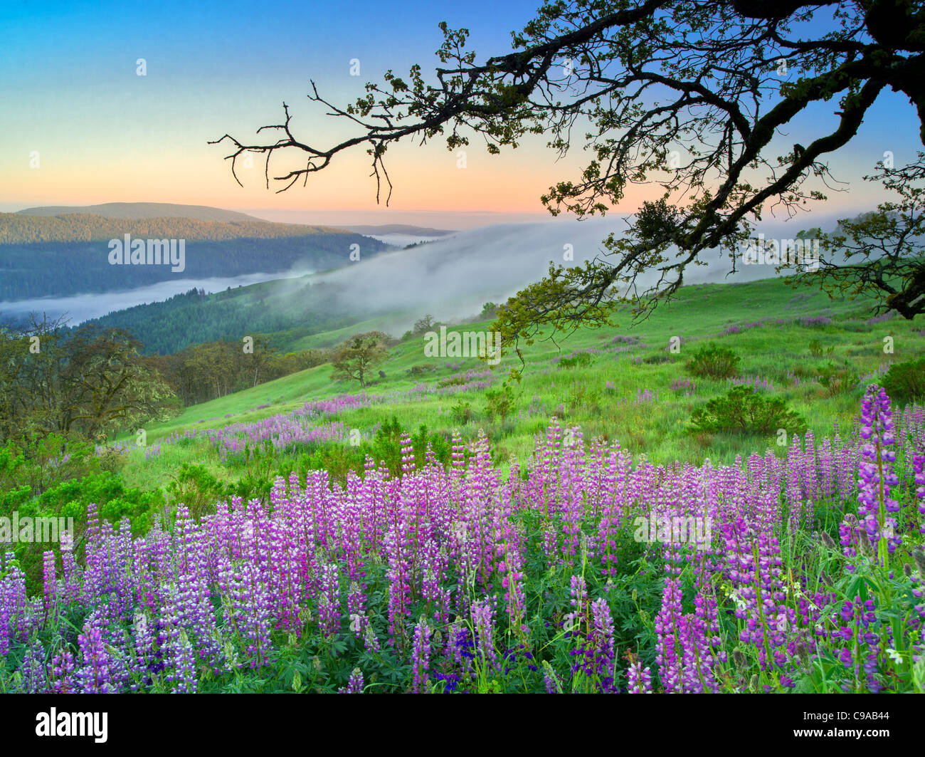 Prairie con i lupini e sunrise. Parco Nazionale di Redwood in California Foto Stock