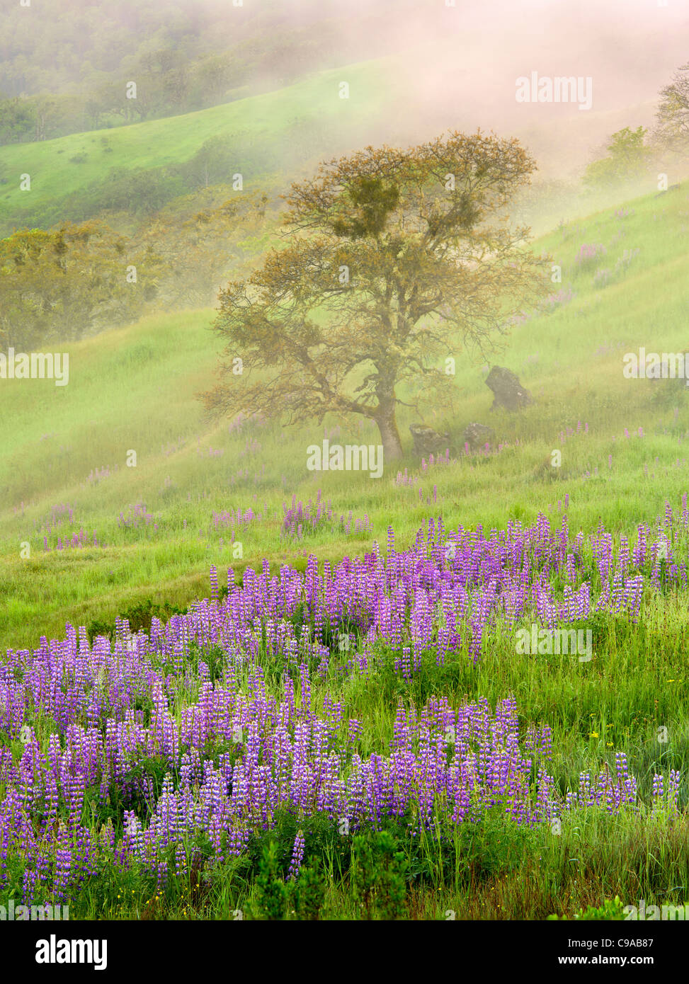 Prairie con i lupini, nebbia e quercia. Parco Nazionale di Redwood in California Foto Stock