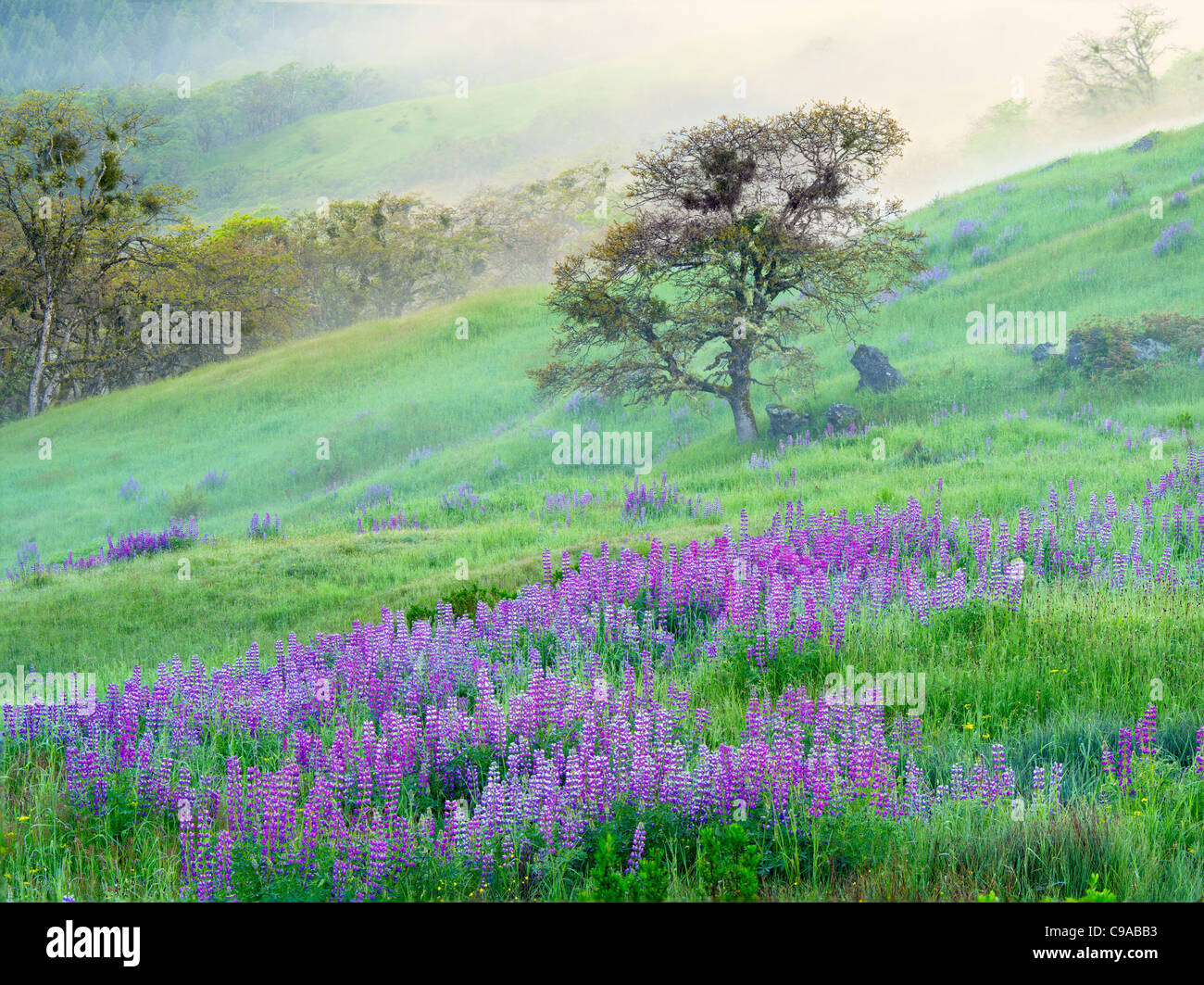 Prairie con i lupini, nebbia e quercia. Parco Nazionale di Redwood in California Foto Stock
