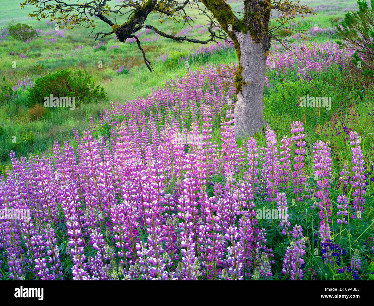 Close up di lupini e quercia a prairie. Parco Nazionale di Redwood in California Foto Stock