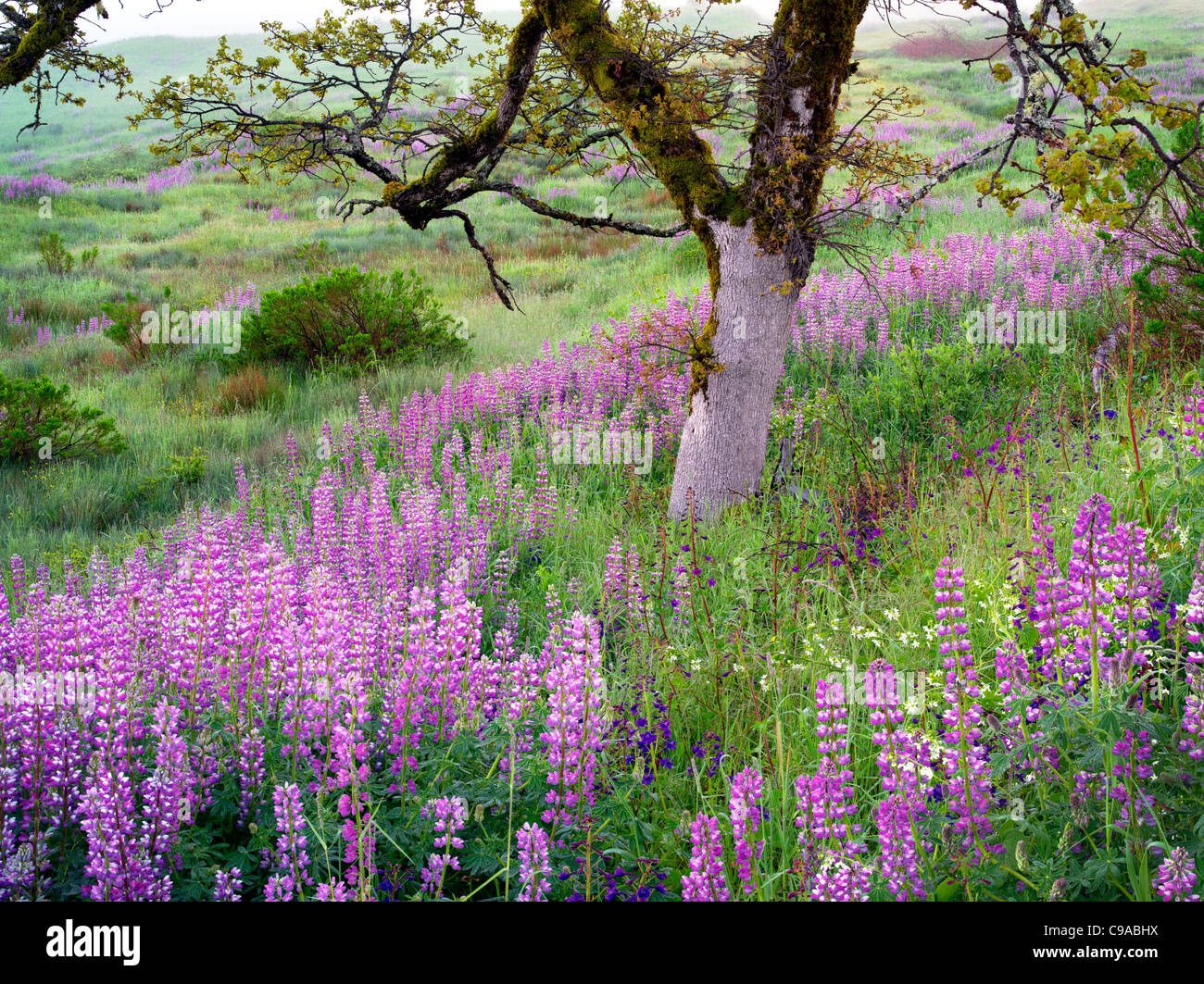 Close up di lupini e quercia a prairie. Parco Nazionale di Redwood in California Foto Stock