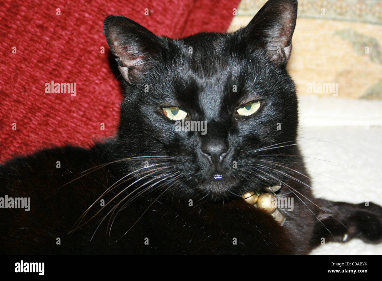 Colletto Rosso Gatto Nero Immagini Colletto Rosso Gatto Nero Fotos