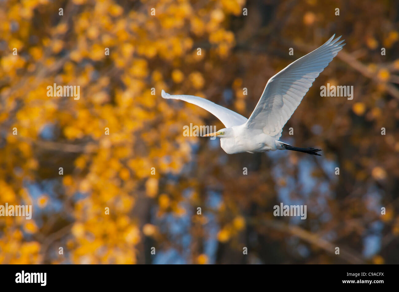 Silberreiher,Casmerodius Albus, europeo Airone bianco maggiore Foto Stock