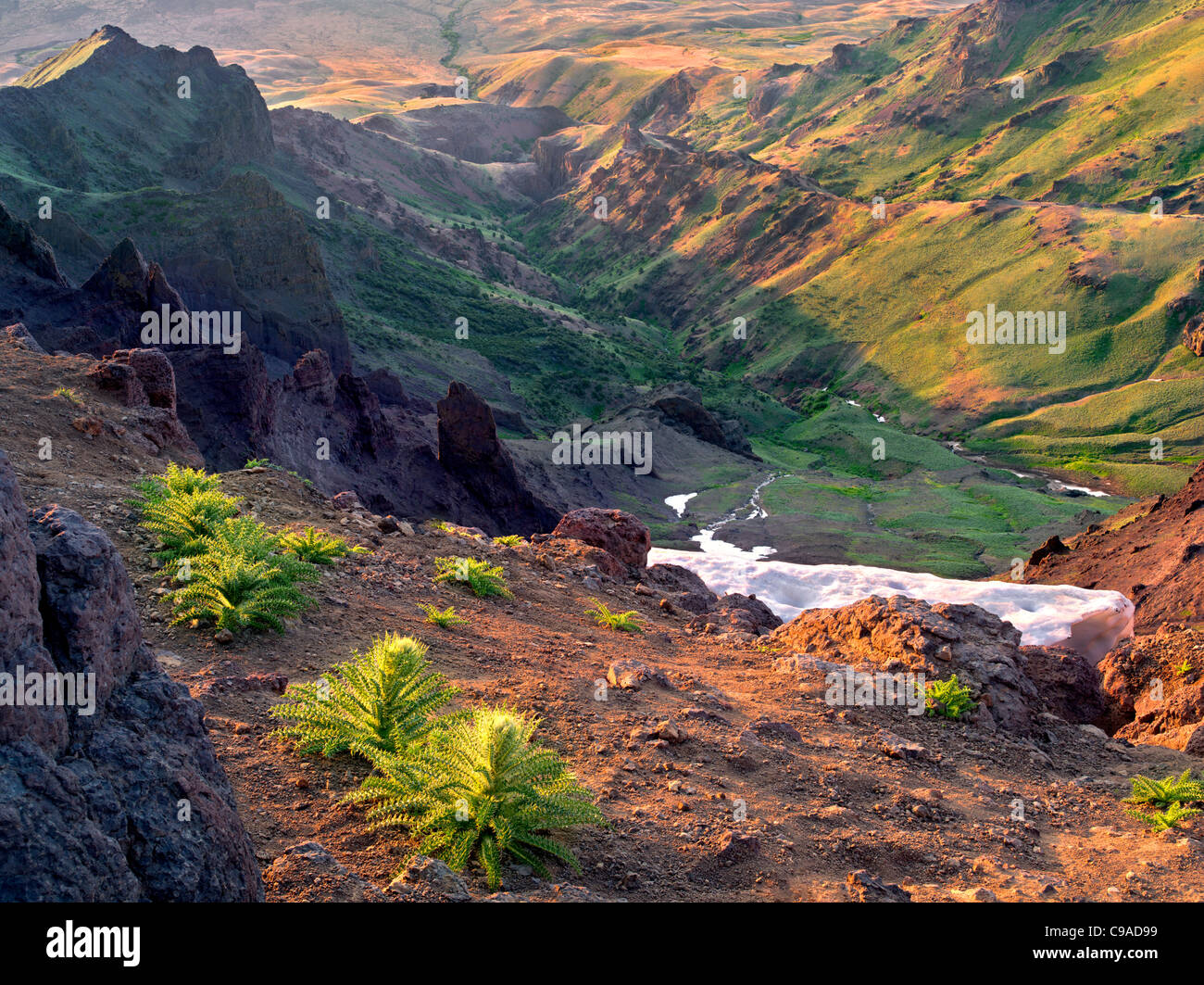 Bordo orientale si affacciano con il cardo. Steens Mountain Wilderness, Oregon Foto Stock