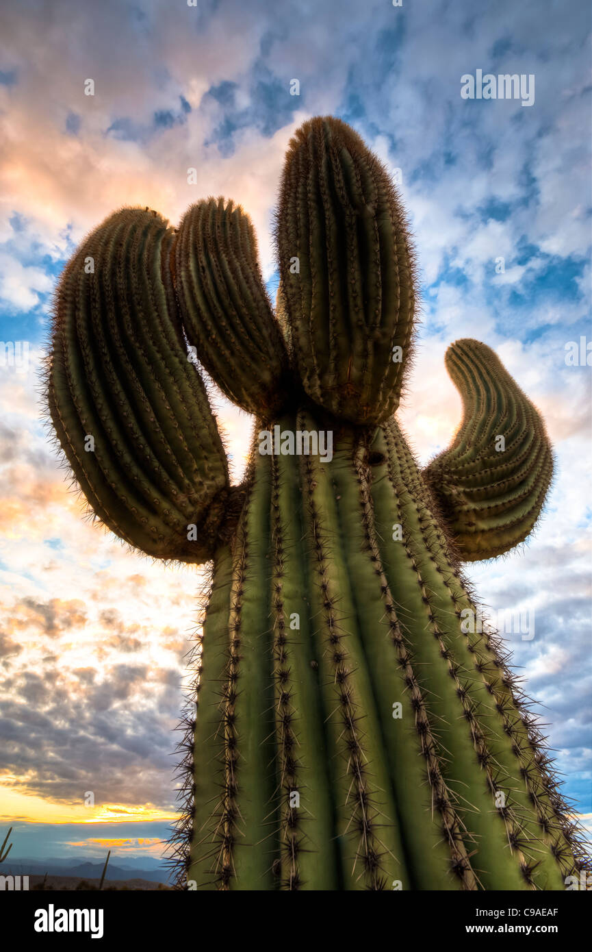 Il saguaro ( /səˈwɑroʊ/; nome scientifico Carnegiea gigantea) è un grande albero di dimensioni di cactus nel deserto di Sonora. Foto Stock