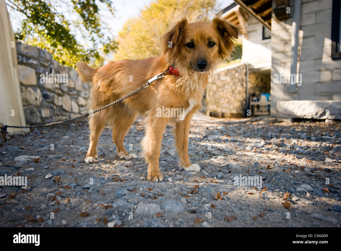Piccolo cane in catena - Monte Bisbino Como italia Foto Stock