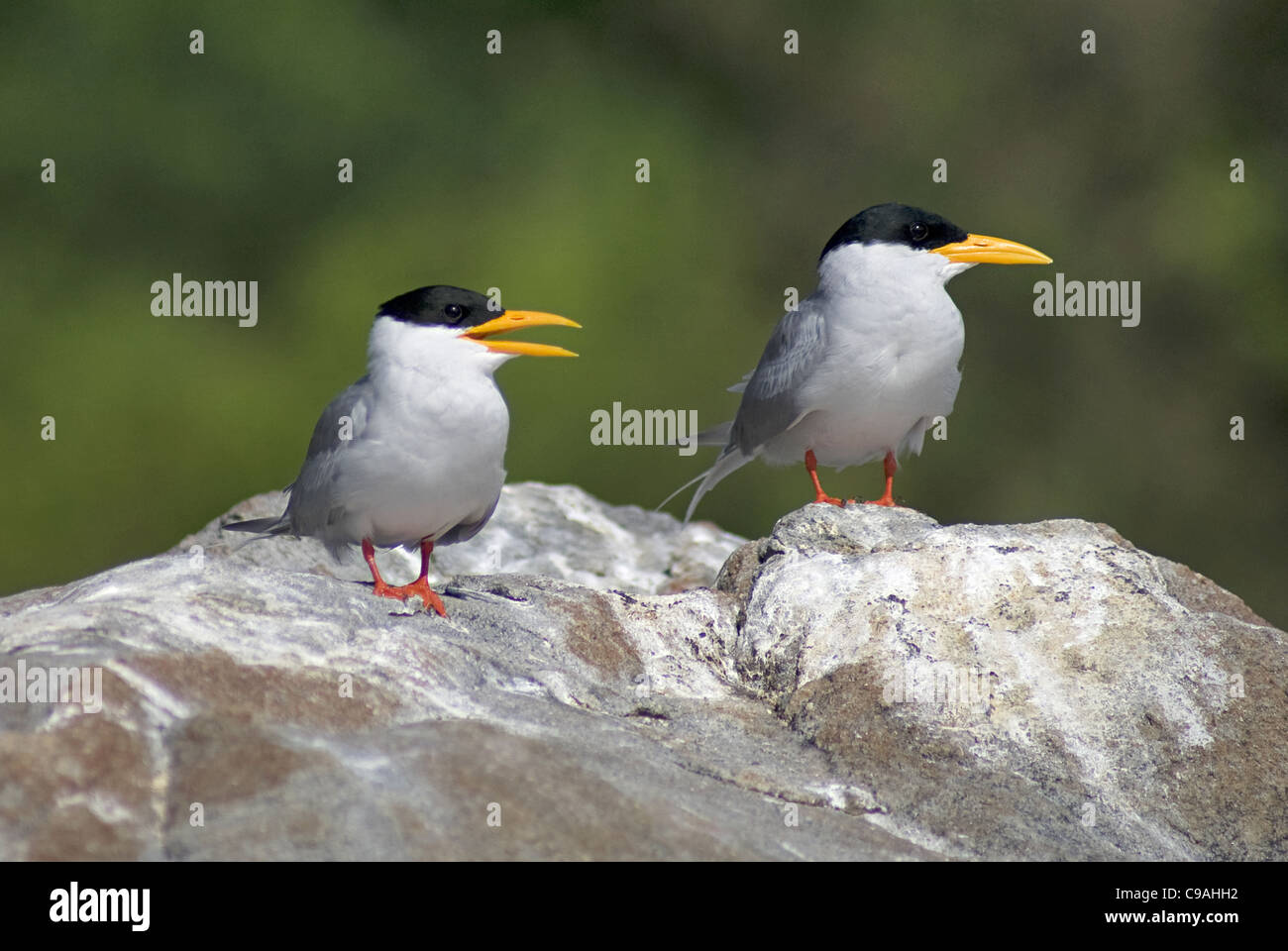 Fiume tern, Sterna aurantia a Ranganathittu Bird Sanctuary, Mysore Foto Stock