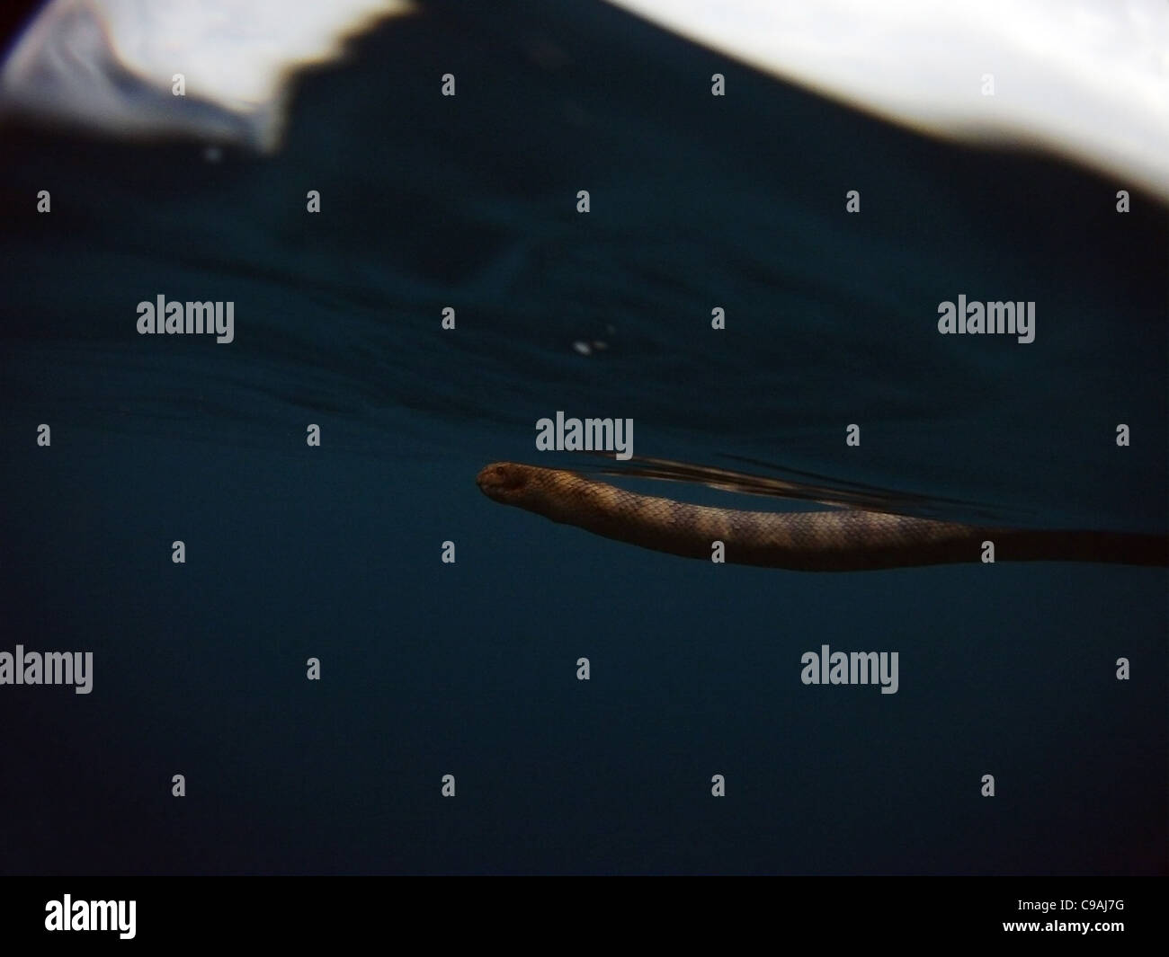 Tartaruga-guidato seasnake (Emydocephalus annulatus), nell'oceano off Noosa Sunshine Coast, Queensland, Australia Foto Stock