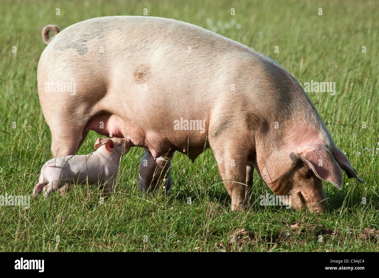 Un maiale con due porcellini che allattano in un campo Foto Stock