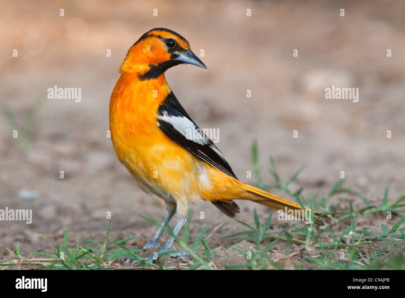 Male Bullock's Oriole, Icterus bullockii, su un ranch nel Texas del Sud. Foto Stock