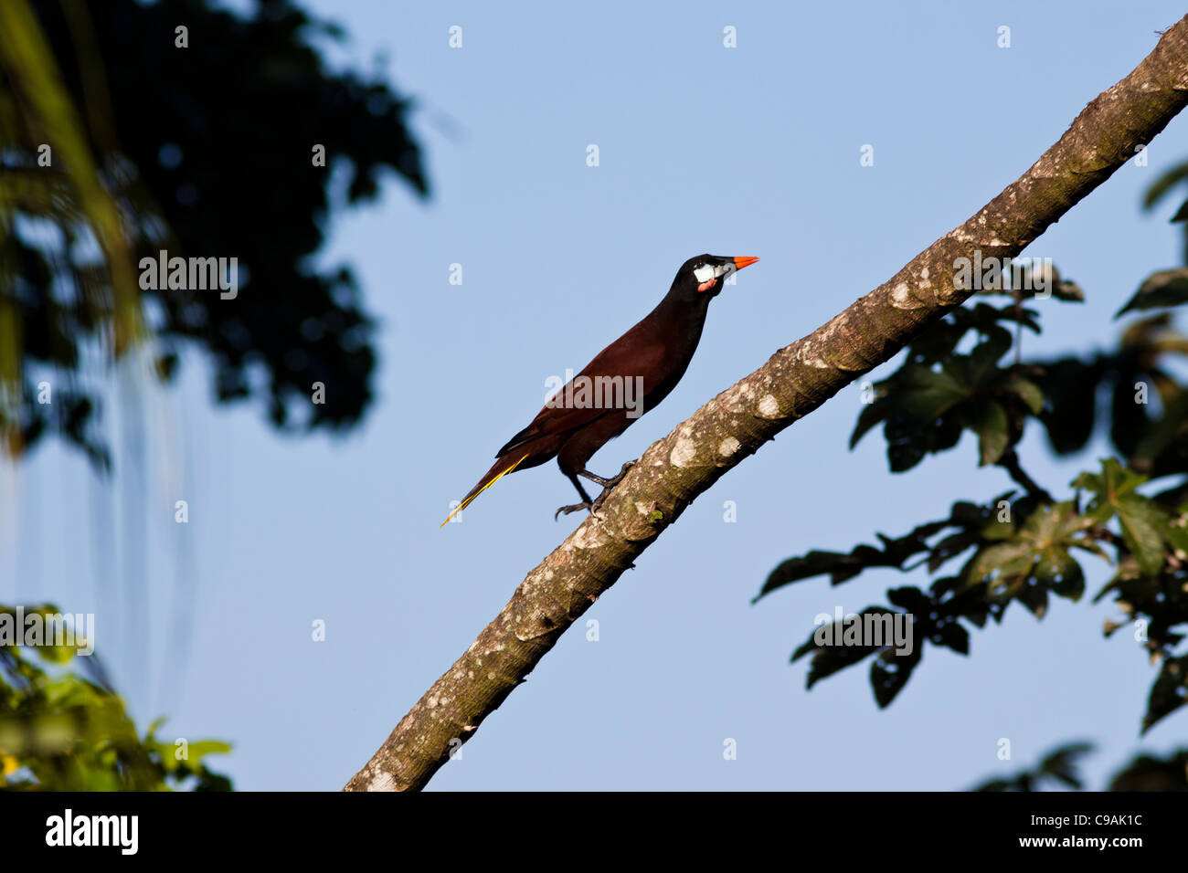 Castagne e intitolata Oropendola, Psarocolius wagleri, al Rancho Naturalista in Costa Rica. Foto Stock